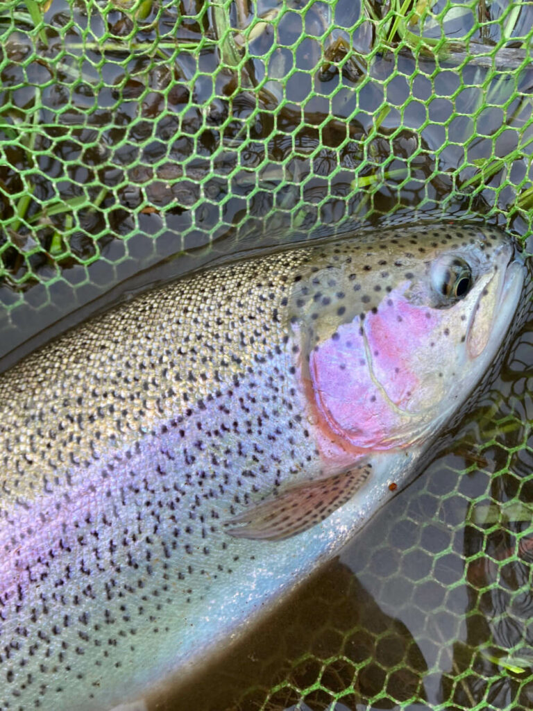 Essentials for fly fishing