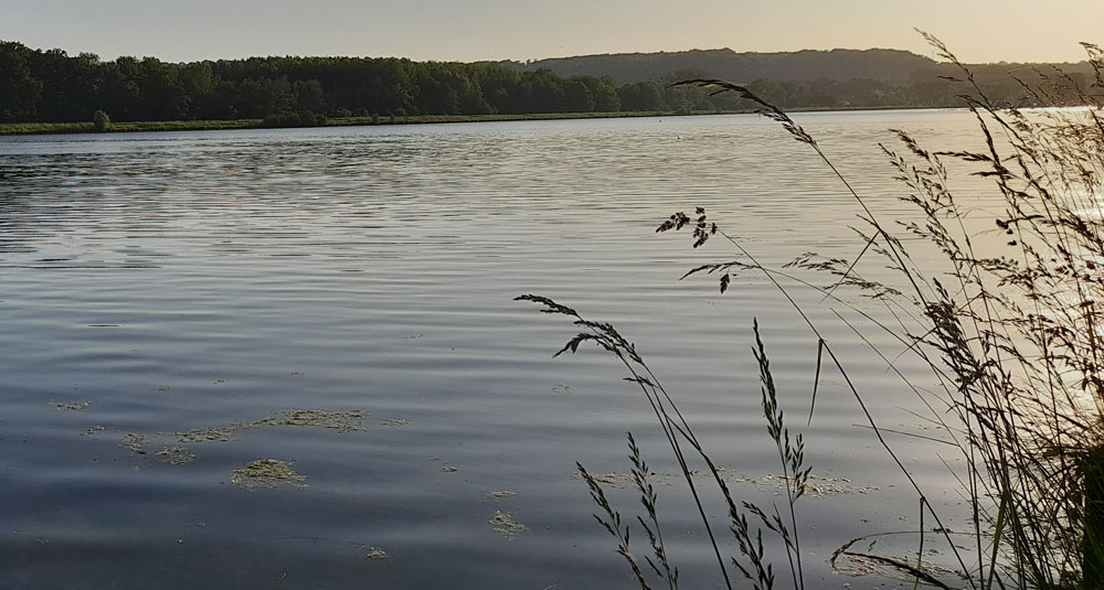 The Specimen Fishing Scene in France - Rudd