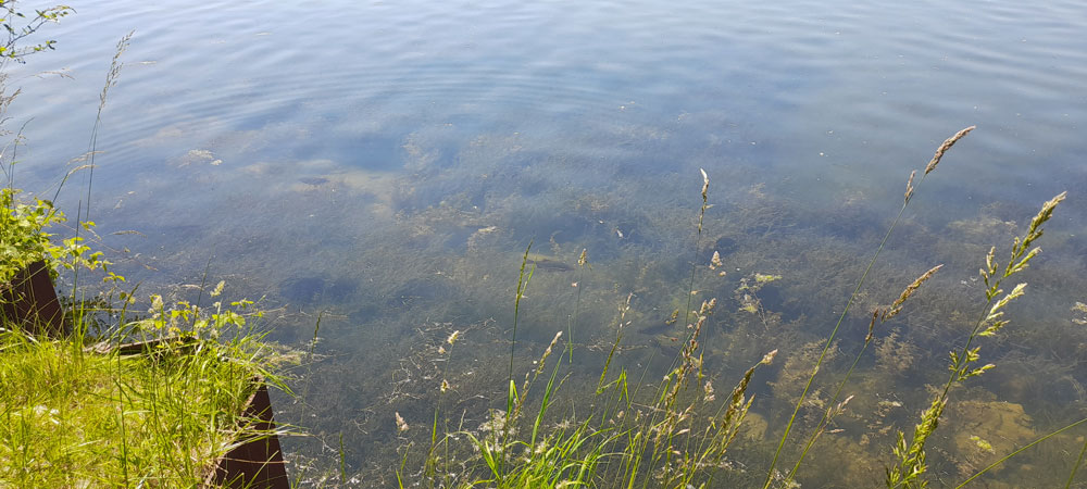 The Specimen Fishing Scene in France - Rudd